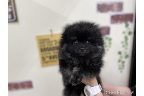 成約済の北海道のポメラニアン-186568の2枚目