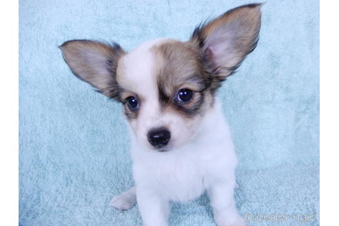 成約済の千葉県のミックス犬-184654の16枚目