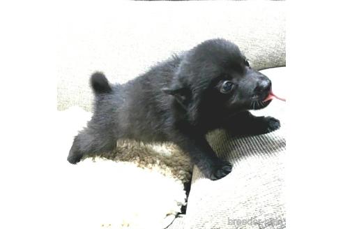 成約済の茨城県のスキッパーキ-184311の5枚目