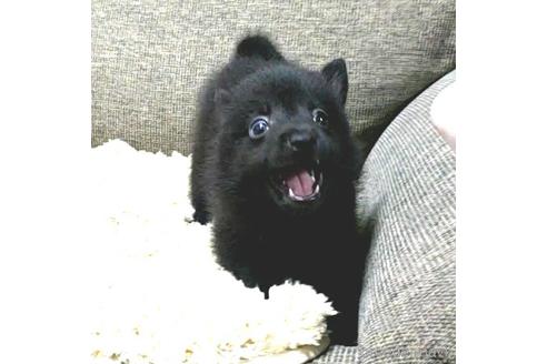 成約済の茨城県のスキッパーキ-184311の4枚目