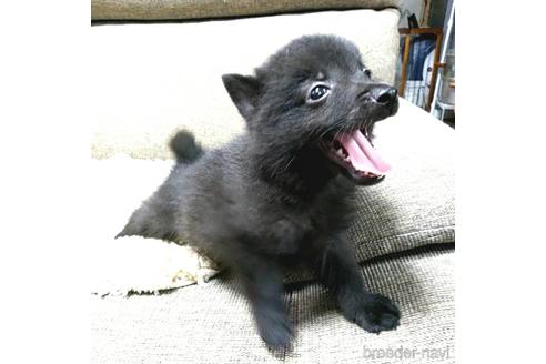 成約済の茨城県のスキッパーキ-184311の3枚目