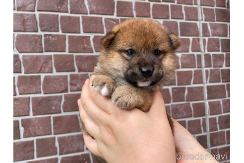 成約済の埼玉県の柴犬-187359の5枚目