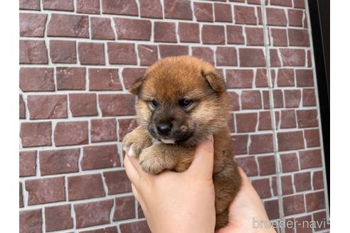 成約済の埼玉県の柴犬-187359の4枚目