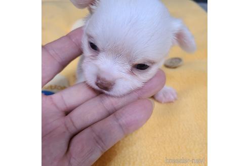 成約済の愛知県のチワワ(ロングコート)-184952の9枚目