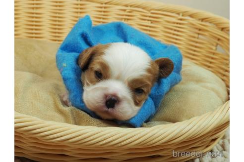 成約済の埼玉県のキャバリアキングチャールズスパニエル-187369の1枚目