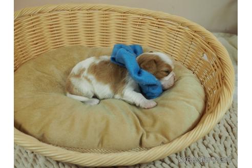 成約済の埼玉県のキャバリアキングチャールズスパニエル-187369の3枚目