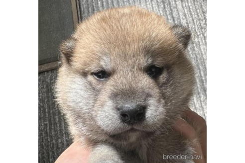 成約済の千葉県の柴犬-187381の3枚目