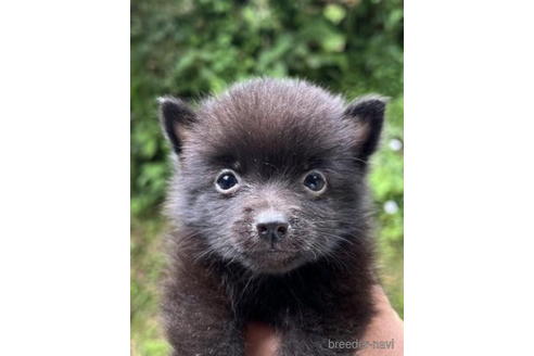 成約済の千葉県のスキッパーキ-187382の3枚目