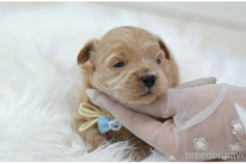 成約済の埼玉県のミックス犬-187388の25枚目