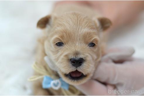 成約済の埼玉県のミックス犬-187388の24枚目