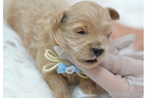 成約済の埼玉県のミックス犬-187388の23枚目