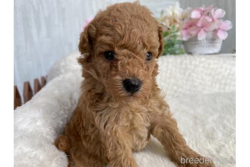 成約済の京都府のトイプードル-187393の4枚目