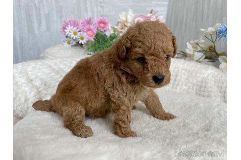 成約済の京都府のトイプードル-187393の5枚目