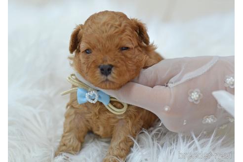 成約済の埼玉県のミックス犬-187389の24枚目