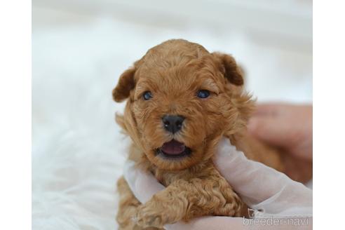 成約済の埼玉県のミックス犬-187389の22枚目