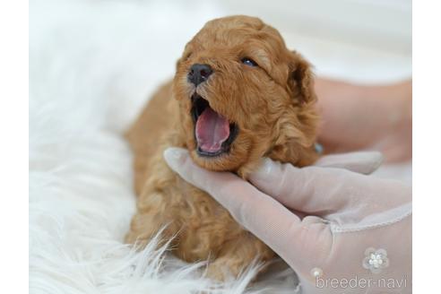成約済の埼玉県のミックス犬-187389の21枚目