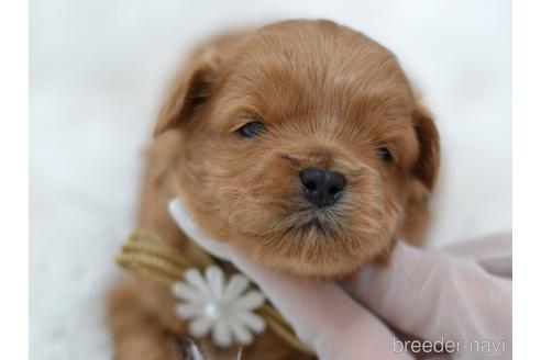 成約済の埼玉県のミックス犬-187391の21枚目