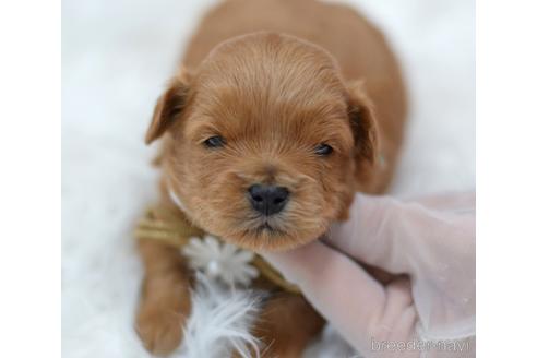 成約済の埼玉県のミックス犬-187391の20枚目