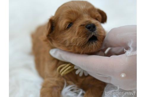 成約済の埼玉県のミックス犬-187391の19枚目