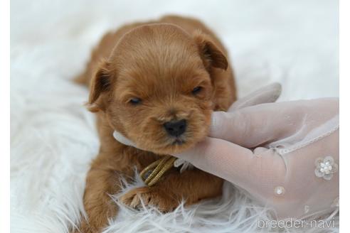 成約済の埼玉県のミックス犬-187391の18枚目