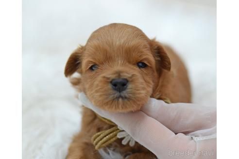 成約済の埼玉県のミックス犬-187391の17枚目