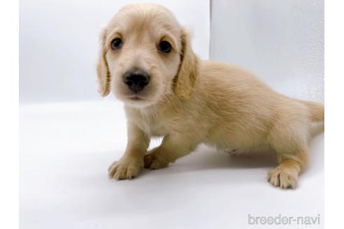 成約済の東京都のミニチュアダックスフンド(ロングヘアード)-187403の2枚目