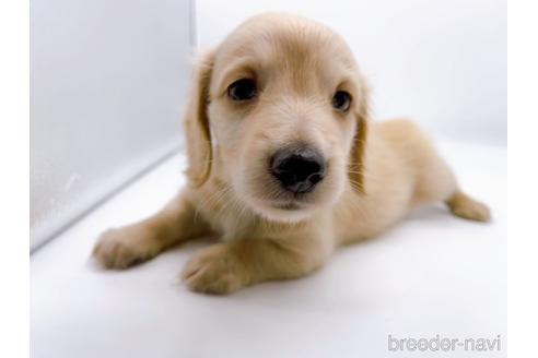 成約済の東京都のミニチュアダックスフンド(ロングヘアード)-187403の3枚目