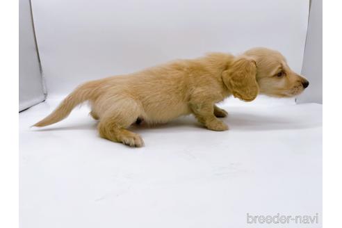 成約済の東京都のミニチュアダックスフンド(ロングヘアード)-187403の4枚目