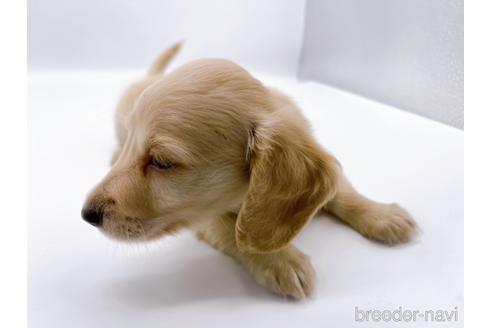 成約済の東京都のミニチュアダックスフンド(ロングヘアード)-187403の5枚目