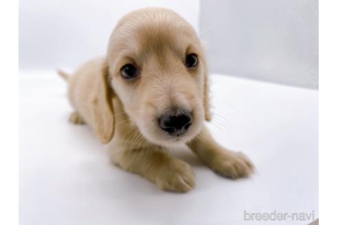 成約済の東京都のミニチュアダックスフンド(ロングヘアード)-187403