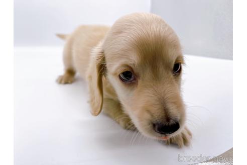 成約済の東京都のミニチュアダックスフンド(ロングヘアード)-187403の6枚目