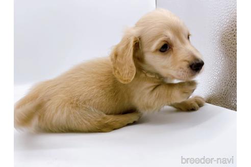 成約済の東京都のミニチュアダックスフンド(ロングヘアード)-187403の7枚目