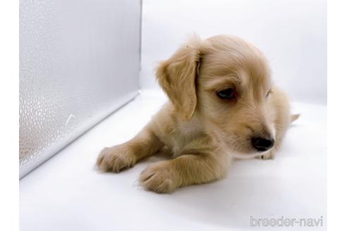 成約済の東京都のミニチュアダックスフンド(ロングヘアード)-187403の8枚目