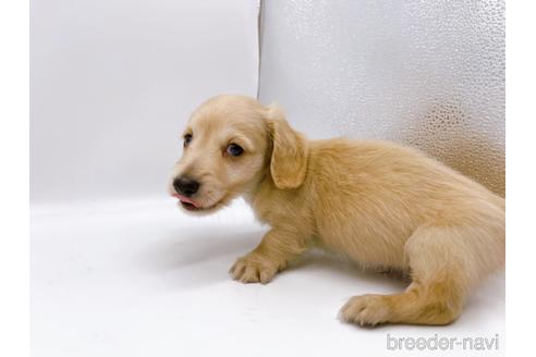 成約済の東京都のミニチュアダックスフンド(ロングヘアード)-187403の9枚目