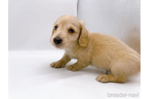 成約済の東京都のミニチュアダックスフンド(ロングヘアード)-187403の10枚目