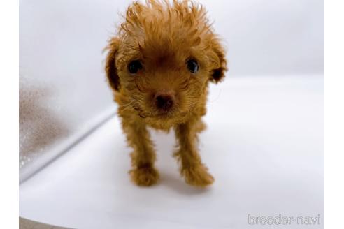 成約済の東京都のトイプードル-187405の11枚目