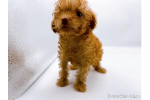 成約済の東京都のトイプードル-187405の17枚目