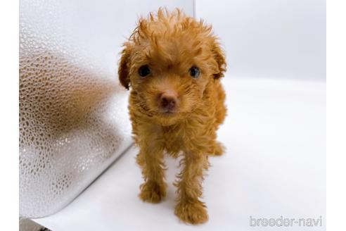 成約済の東京都のトイプードル-187405