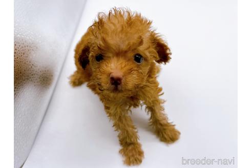 成約済の東京都のトイプードル-187405の16枚目