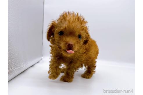 成約済の東京都のトイプードル-187405の15枚目