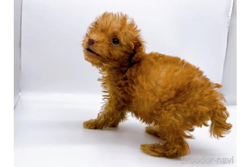 成約済の東京都のトイプードル-187405の14枚目