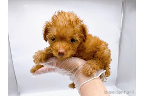 成約済の東京都のトイプードル-187405の13枚目