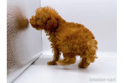 成約済の東京都のトイプードル-187405の12枚目