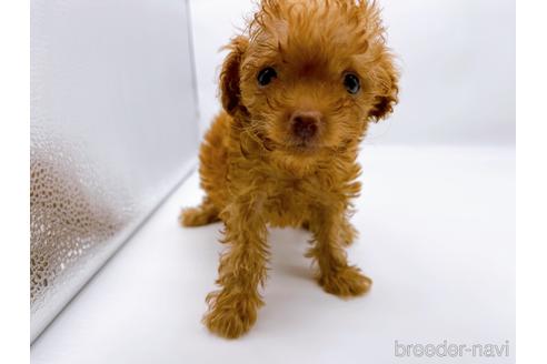 成約済の東京都のトイプードル-187405の8枚目