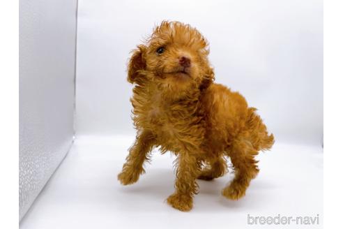 成約済の東京都のトイプードル-187405の10枚目