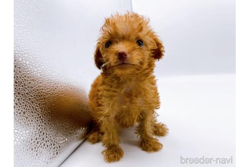 成約済の東京都のトイプードル-187405の9枚目