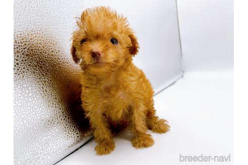 成約済の東京都のトイプードル-187405の7枚目