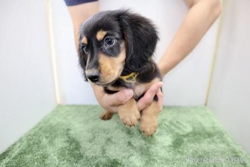 成約済の群馬県のミニチュアダックスフンド(ロングヘアード)-181599の12枚目