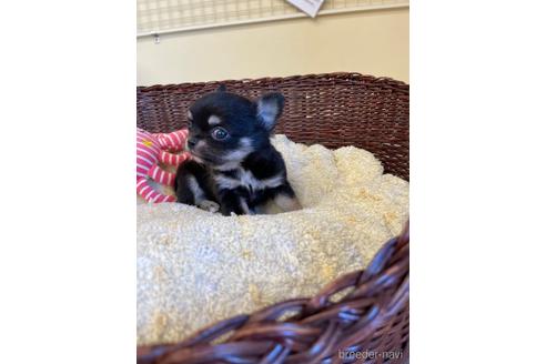 成約済の愛知県のチワワ(ロングコート)-187410の11枚目