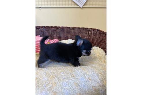 成約済の愛知県のチワワ(ロングコート)-187410の12枚目